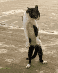 R (82).gif