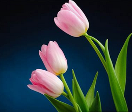 tulip.png