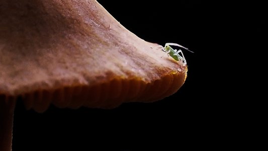 OL102769-crop4.jpg