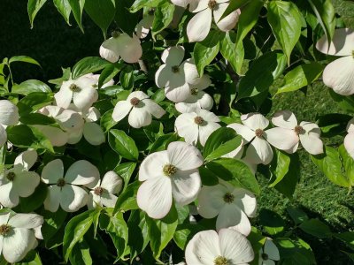 Dogwood_1.jpg