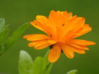 OL104642.jpg