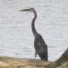 Blue Heron